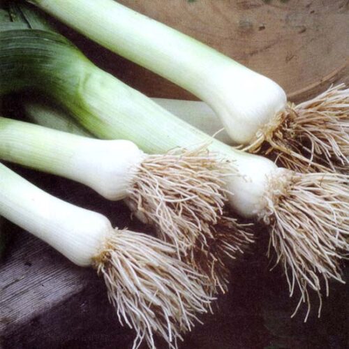 Growing and Planting Leeks